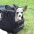 honden foto van Madammeke