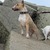 honden foto van Jolanda Smits
