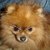 honden foto van Doggy