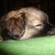 honden foto van Marlou