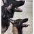 honden foto van Bezono
