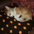 honden foto van mieke lobelle
