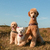 honden foto van Inge&Gina