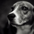 honden foto van Jenita