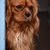 honden foto van L & de Cavaliertjes Joekie en Baziel†