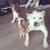 honden foto van Shizzle