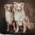 honden foto van Danielle 