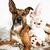 honden foto van Sanne, Fanny & Vita
