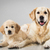 honden foto van Sanne, Evy & de katjes