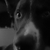 honden foto van Kevin & Swift