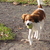 honden foto van jose