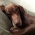 honden foto van Lola