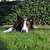 honden foto van Petra, baasje van Guinness