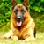 honden foto van Sem