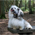 honden foto van Xtine