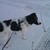 honden foto van Loes