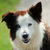 honden foto van Aurelia