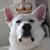 honden foto van Gastinnetje, Lady, Obi en Lobbes†
