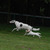 honden foto van  Martine, TG en Exor