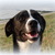 honden foto van Ciro (blaf..Siro) en vrouwtje Astrid