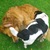 honden foto van Anna