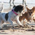honden foto van Lisa&Bobbie