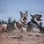 honden foto van Tamara & Odi