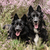 honden foto van Rianne met Blue & Mylo