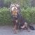 honden foto van tayler