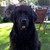 honden foto van Ruud 