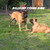 honden foto van yvonne (bulls off tysons home)