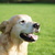 honden foto van Wilma en Dobby
