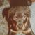 honden foto van Isha