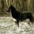 honden foto van wolfsberoses