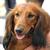 honden foto van Annelies met  Luka en Ceasar