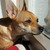 honden foto van Caitlin & Bijou † 
