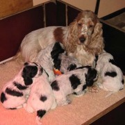 puppy