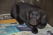 puppy