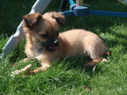 puppy