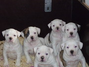 puppy