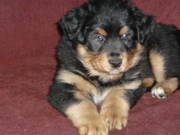 puppy