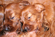 puppy