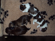 puppy