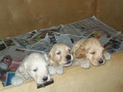 puppy