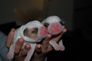 puppy