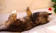 puppy