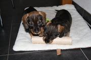 puppy