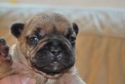 puppy