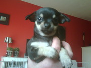 puppy
