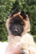 puppy
